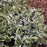 Fern, PW® Crested Japanese Painted Fern