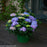 Hydrangea macrophylla 'SMHMES14'  - Let's Dance® Rhythmic Blue® Hydrangea