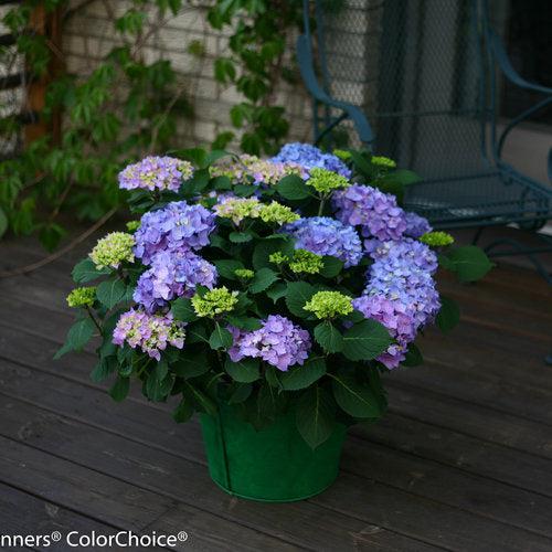 Hydrangea macrophylla 'SMHMES14'  - Let's Dance® Rhythmic Blue® Hydrangea