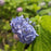 Hydrangea macrophylla 'Nikko Blue'  - Nikko Blue Hydrangea