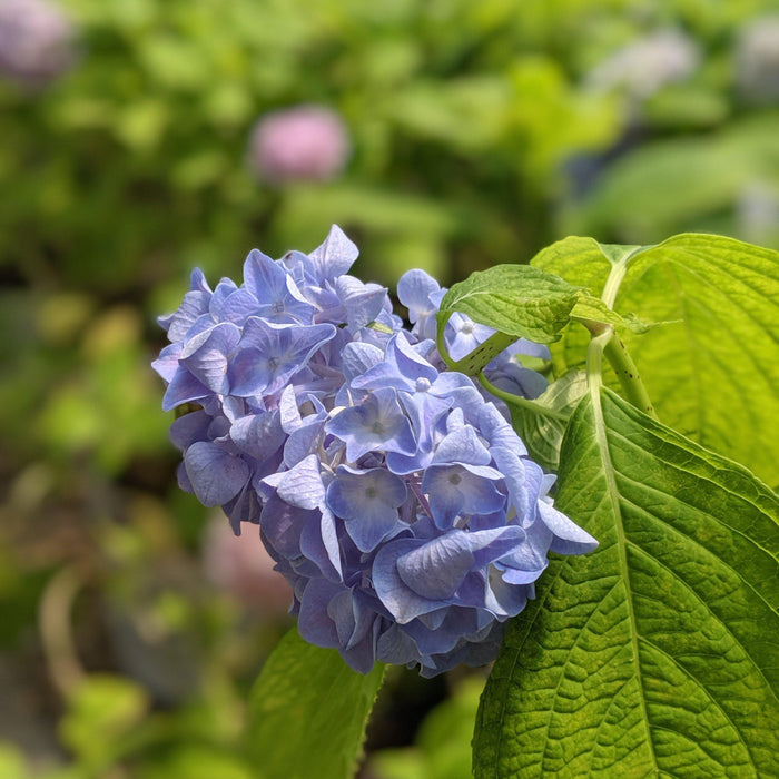 Hydrangea macrophylla 'Nikko Blue'  - Nikko Blue Hydrangea