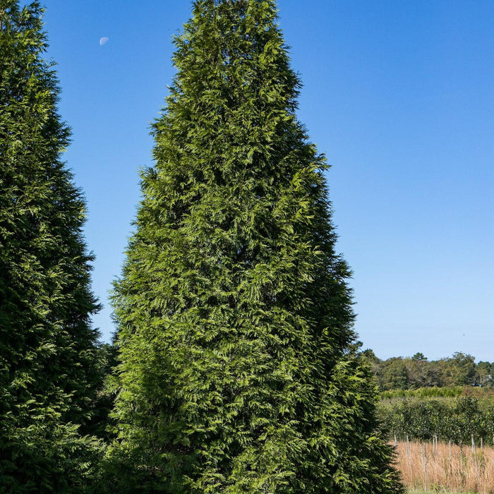 Thuja standishii x plicata 'Green Giant'  - Green Giant Arborvitae