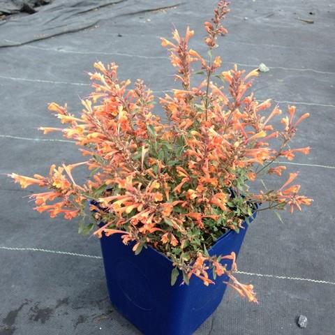 Hyssop, Kudos™ Mandarin Hummingbird Mint