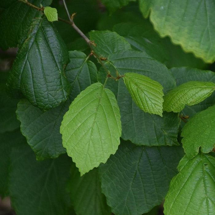 Hamamelis virginiana  - Witch Hazel