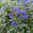 Caryopteris x clandonensis 'CT-9-12'  - Beyond Midnight® Bluebeard