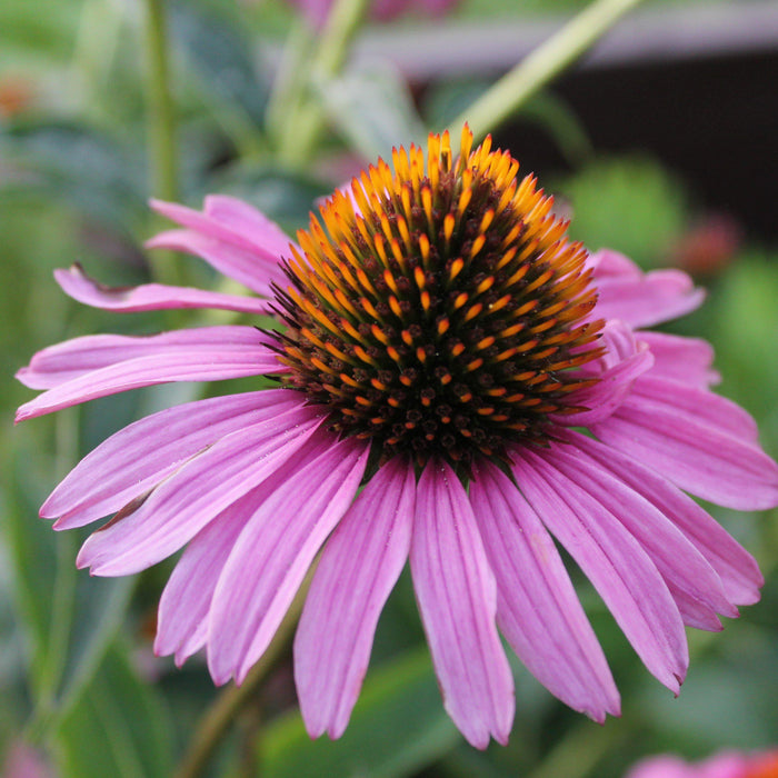 Echinacea purpurea 'Magnus'  - Magnus Echinacea, Coneflower