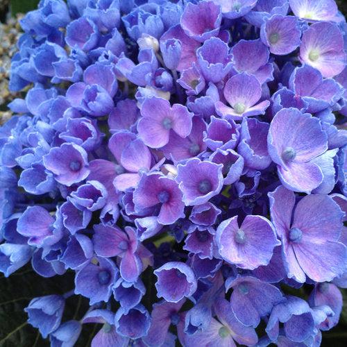 Hydrangea macrophylla 'SMHMES14'  - Let's Dance® Rhythmic Blue® Hydrangea