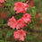Azalea, Blaauw's Pink Azalea