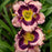Hemerocallis 'Sound of My Heart'  - Rainbow Rhythm® Sound of My Heart Daylily
