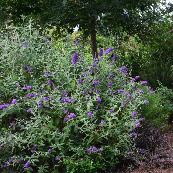 Butterfly Bush, First Editions® Groovy Grape™ Butterfly Bush