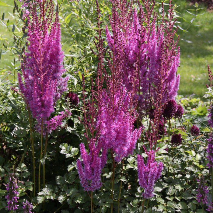 Astilbe, Purple Candles Astilbe
