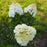 Hydrangea, First Editions® Vanilla Strawberry™ Hydrangea