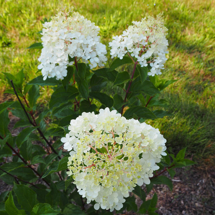Hydrangea, First Editions® Vanilla Strawberry™ Hydrangea