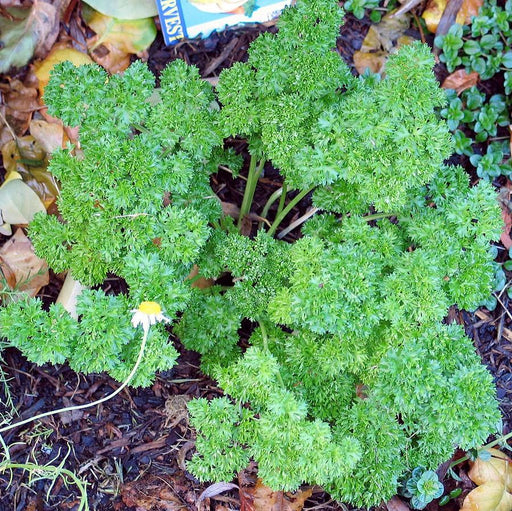 Parsley, Triple Curled Parsley