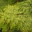 Chamaecyparis obtusa 'Crippsii'  - Golden Hinoki False Cypress