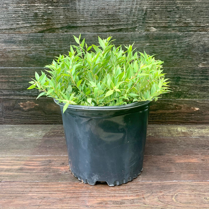 Deutzia gracilis 'Nikko' - Dwarf Nikko Deutzia