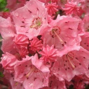 Kalmia latifolia 'Pink Charm'  - Pink Charm Mountain Laurel