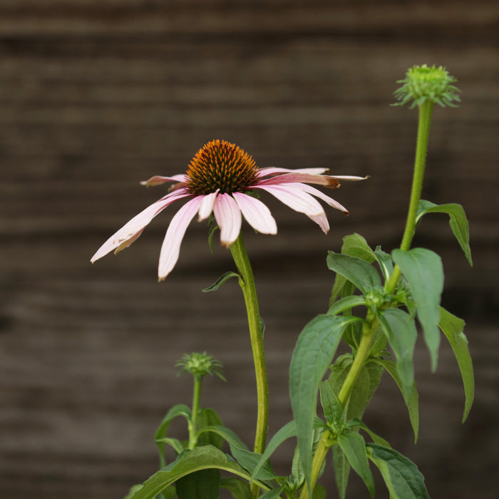 Echinacea purpurea 'PAS702917'  - PowWow® Wild Berry Echinacea, Coneflower