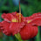 Hemerocallis 'Red Hot Returns'  - Red Hot Returns Daylily