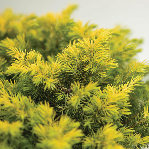 Juniper, Golden Pacific Juniper
