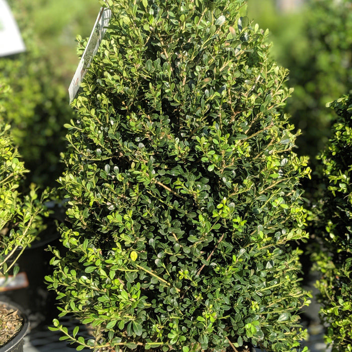 Ilex crenata 'Compacta'  - Compact Japanese Holly