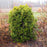 Boxwood, Winter Gem Boxwood