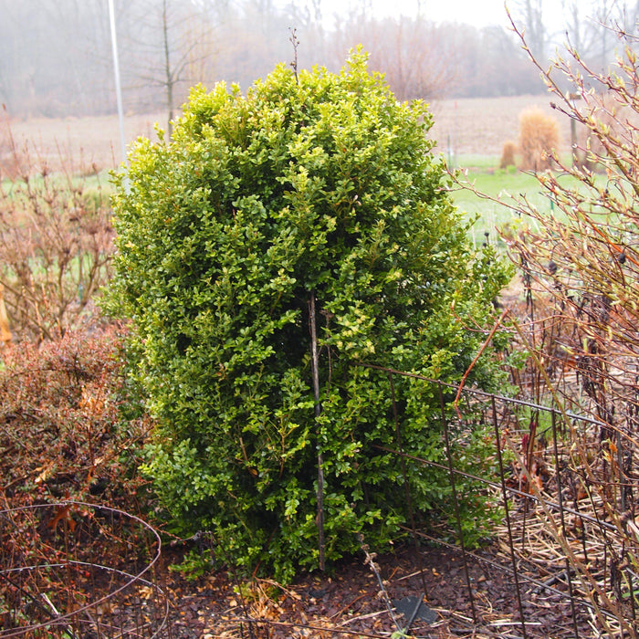 Boxwood, Winter Gem Boxwood