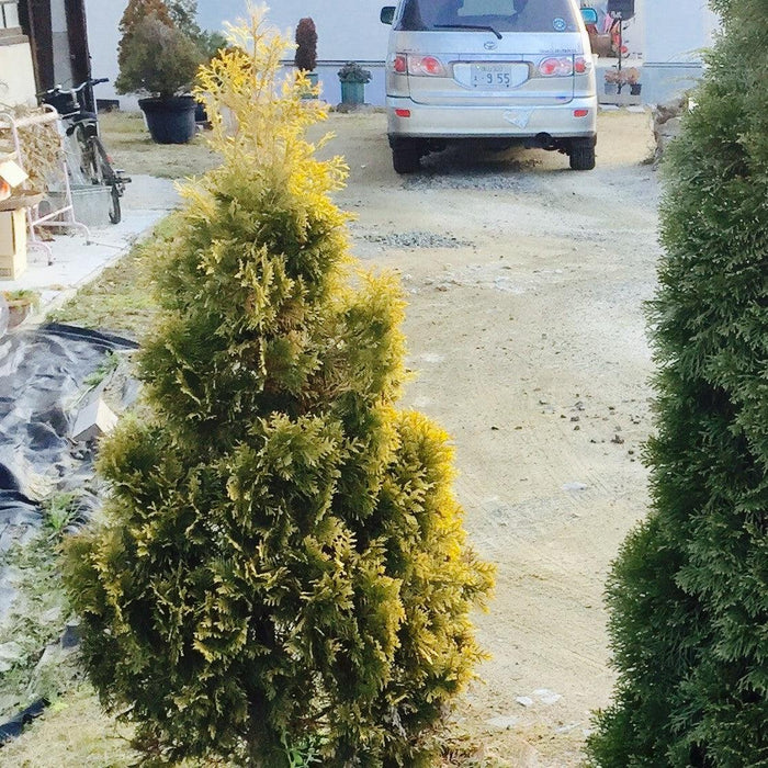 Thuja occidentalis 'Jantar'  - Amber Gold Arborvitae