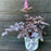 Astilbe, Dark Side of the Moon Astilbe