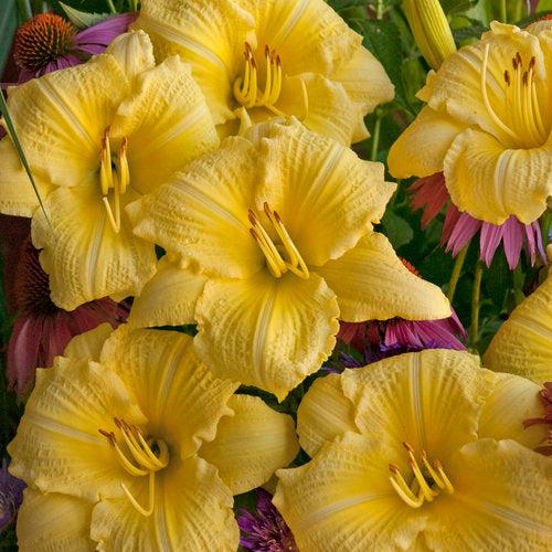 Hemerocallis 'Going Bananas'  - Rainbow Rhythm® Going Bananas Daylily