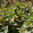 Sedum spurium 'Fuldaglut'  - Fuldaglut Stonecrop