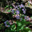 Aster, Blue Wood Aster