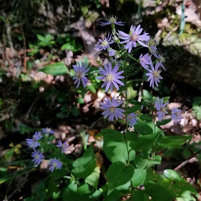 Aster, Blue Wood Aster