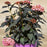 Hydrangea macrophylla 'Bailmacseven'  - First Editions® Eclipse® Hydrangea