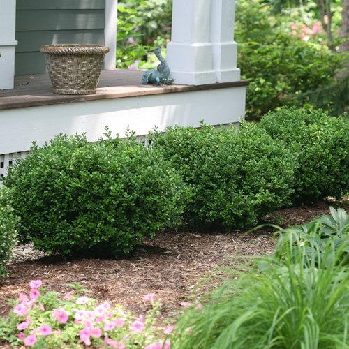 Buxus microphylla 'Bulthouse'  - Sprinter® Boxwood