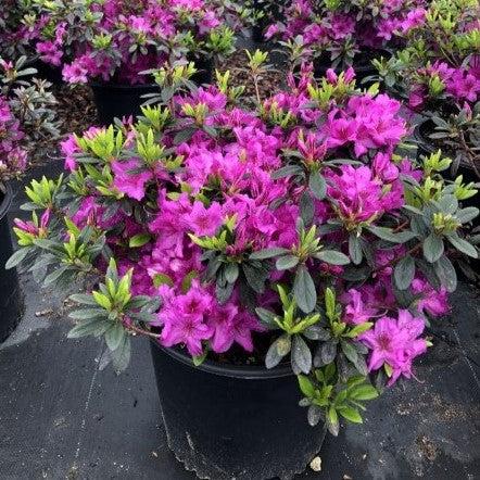 Azalea, Karen Azalea