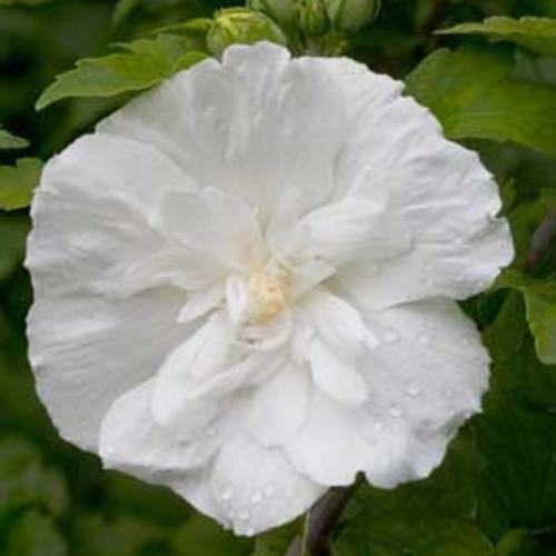 Hibiscus syriacus 'Notwoodtwo'  - White Chiffon® Rose of Sharon