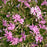 Phlox subulata 'Fort Hill'  - Fort Hill Creeping Phlox