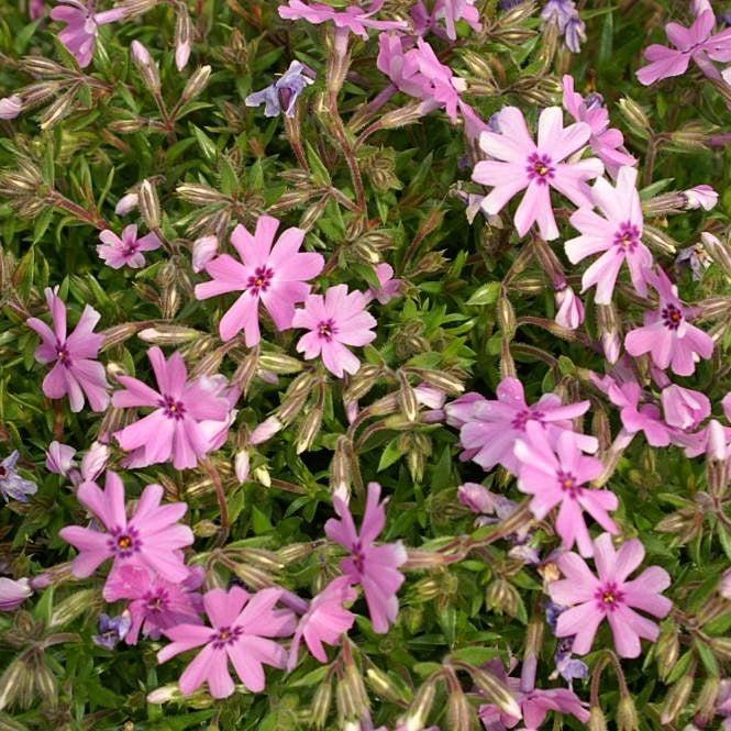 Phlox subulata 'Fort Hill'  - Fort Hill Creeping Phlox
