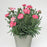 Dianthus, EverLast™ Peach Dianthus