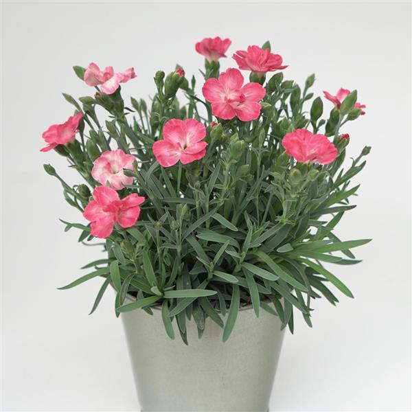 Dianthus, EverLast™ Peach Dianthus