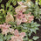 Hosta 'Waterslide' PP30303  - PW® Shadowland® 'Waterslide' Hosta