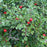 Cotoneaster apiculatus  - Cranberry Cotoneaster