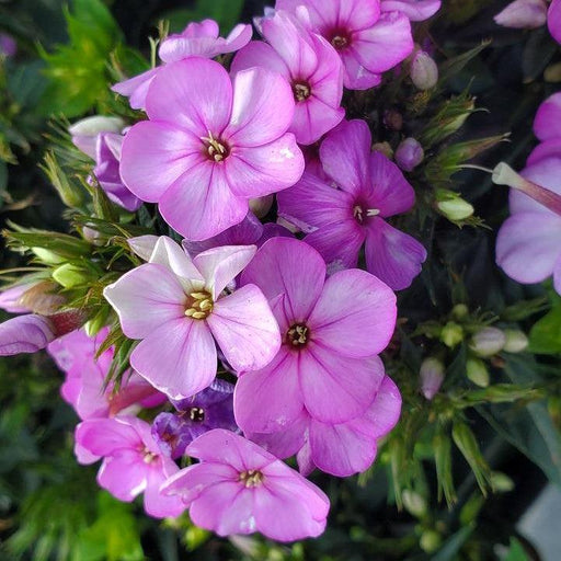 Phlox, Volcano Plum with White Eye Phlox