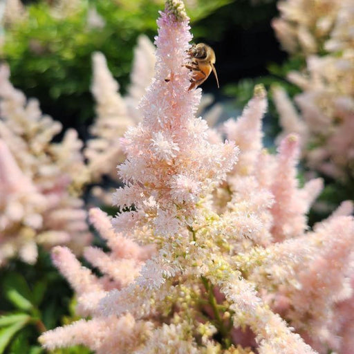 Astilbe 'Verssilvery Pink'  - Younique™ Silvery Pink Astilbe