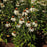 Echinacea purpurea 'White Swan'  - White Swan Echinacea, Coneflower