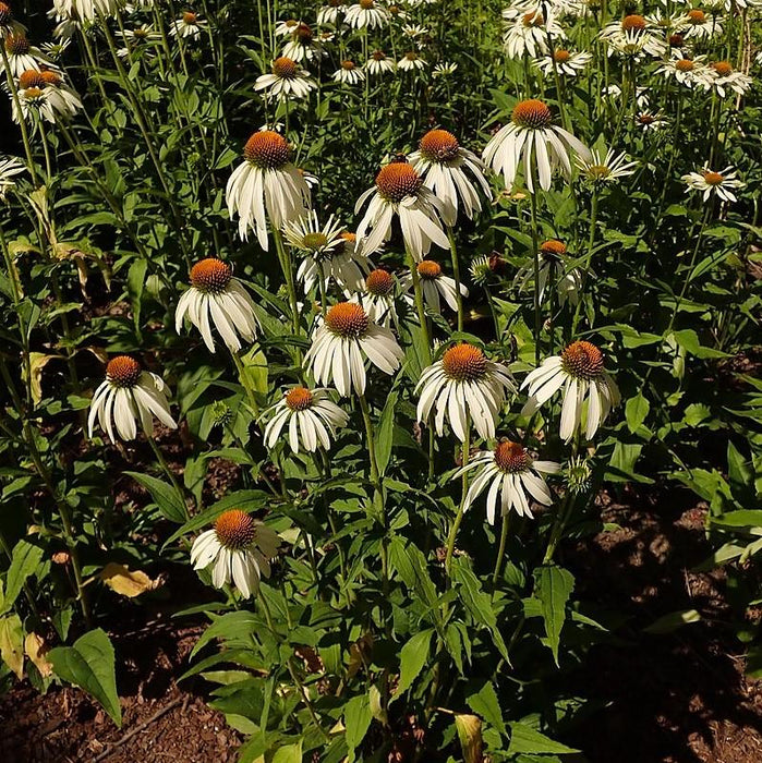 Echinacea purpurea 'White Swan'  - White Swan Echinacea, Coneflower