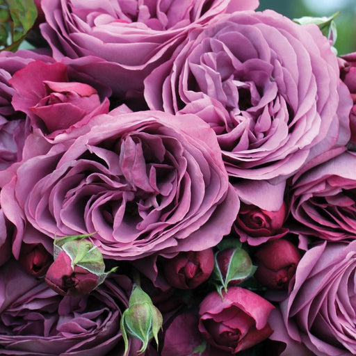 ROSA PLUM PERFECT 2 GAL