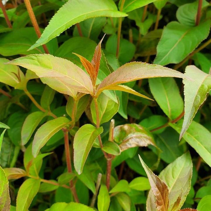 Diervilla 'SMDCS' PP33,288  - Ru-Bee Wren™ Bush Honeysuckle