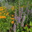 Hyssop, Anise Purple Hyssop